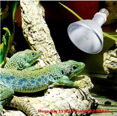 FTL Full Spectrum Reptile HID Lamp 35W 6500k UVB Bulb 6000K Daylight Alert Сертификат CE/ROHS